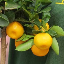citrofortunella mitis